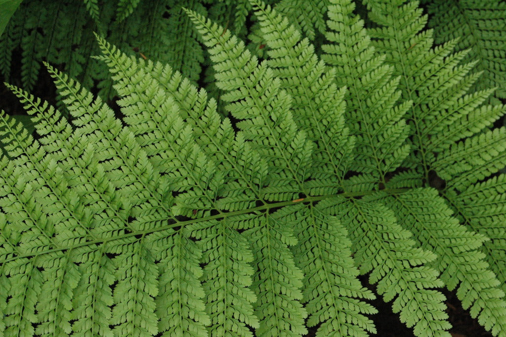 Arachniodes standishii (Upside Down Fern)