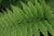 Arachniodes standishii (Upside Down Fern)