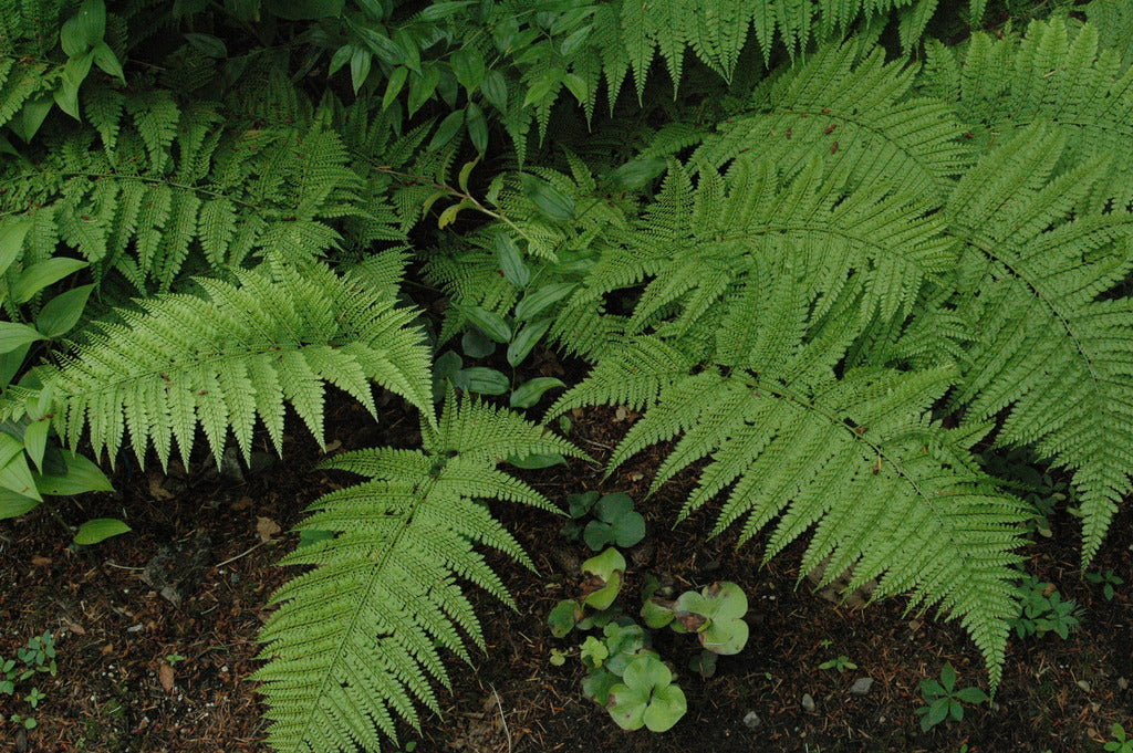 Arachniodes standishii (Upside Down Fern)