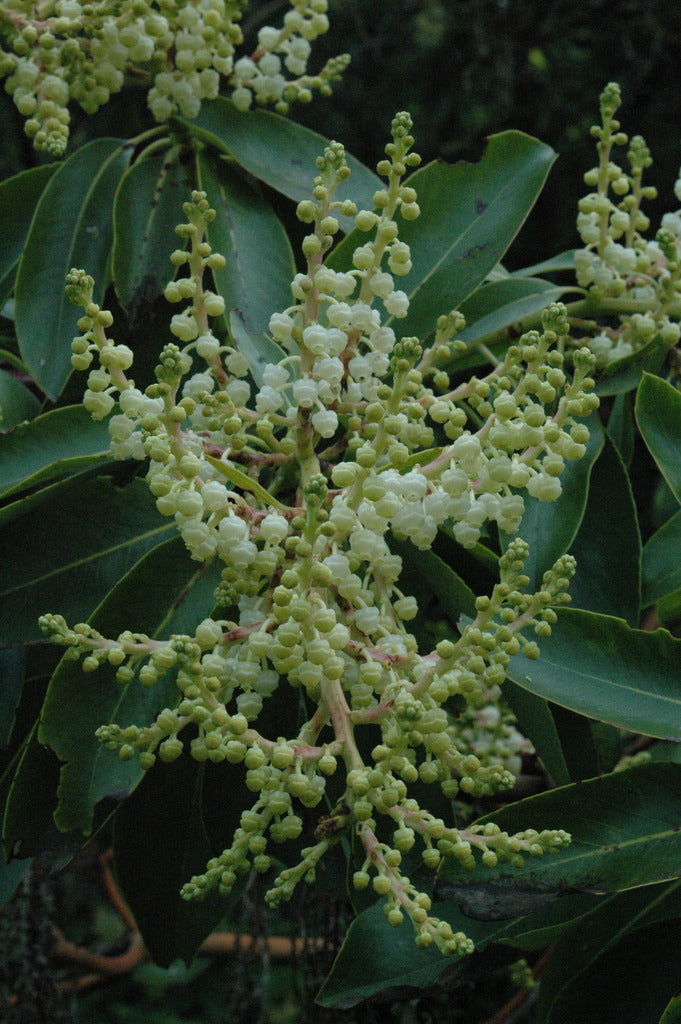 Arbutus menziesii (Pacific Madrone)