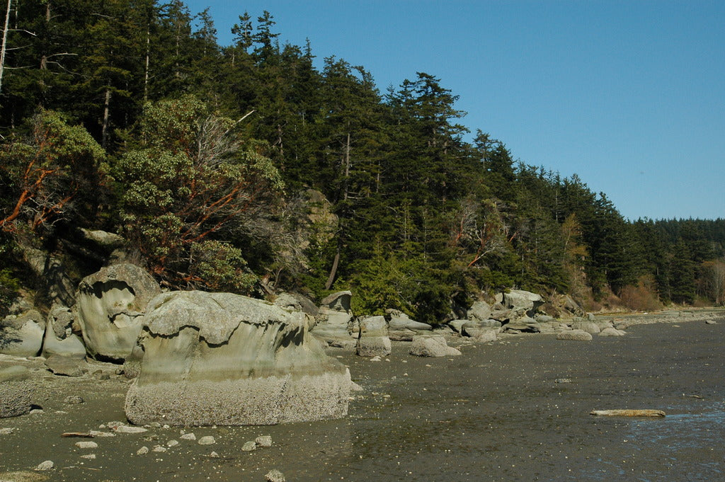 Arbutus menziesii (Pacific Madrone)