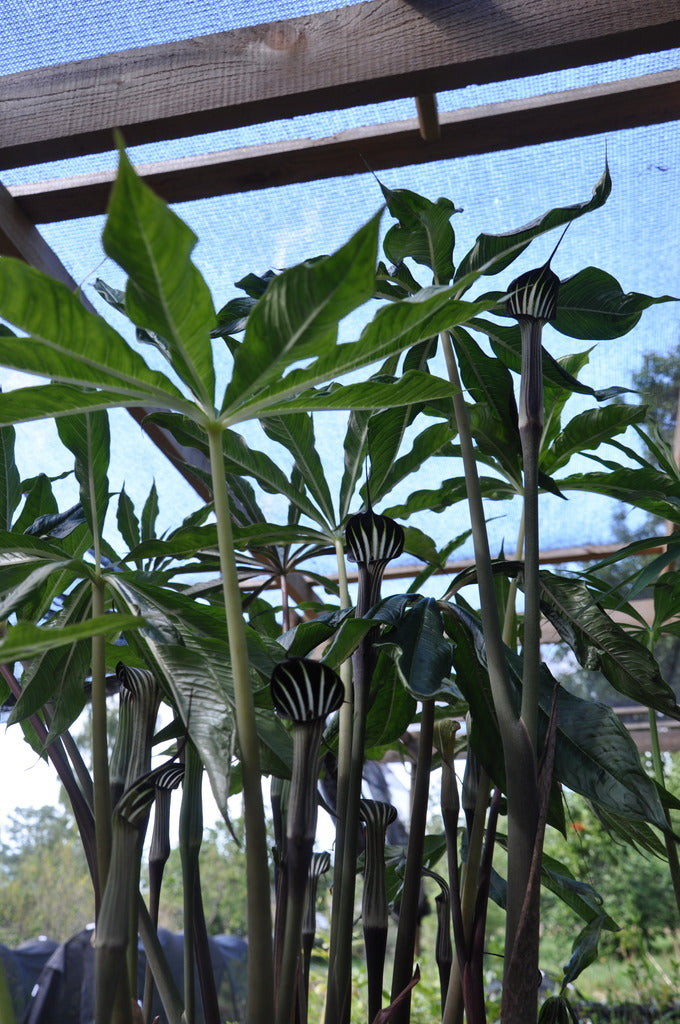 Arisaema concinnum  (Jack-in-the-Pulpit)