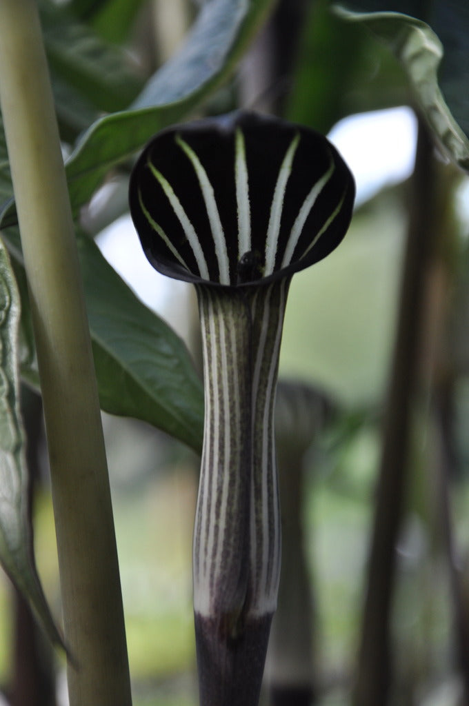 Arisaema concinnum  (Jack-in-the-Pulpit)