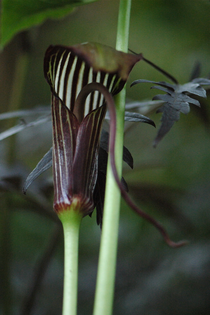 Arisaema costatum (Jack-in-the-Pulpit)