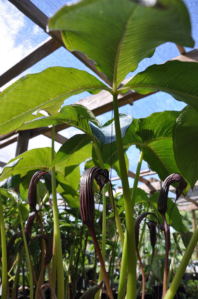 Arisaema costatum (Jack-in-the-Pulpit)