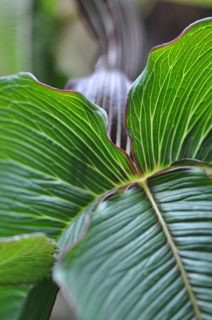 Arisaema costatum (Jack-in-the-Pulpit)