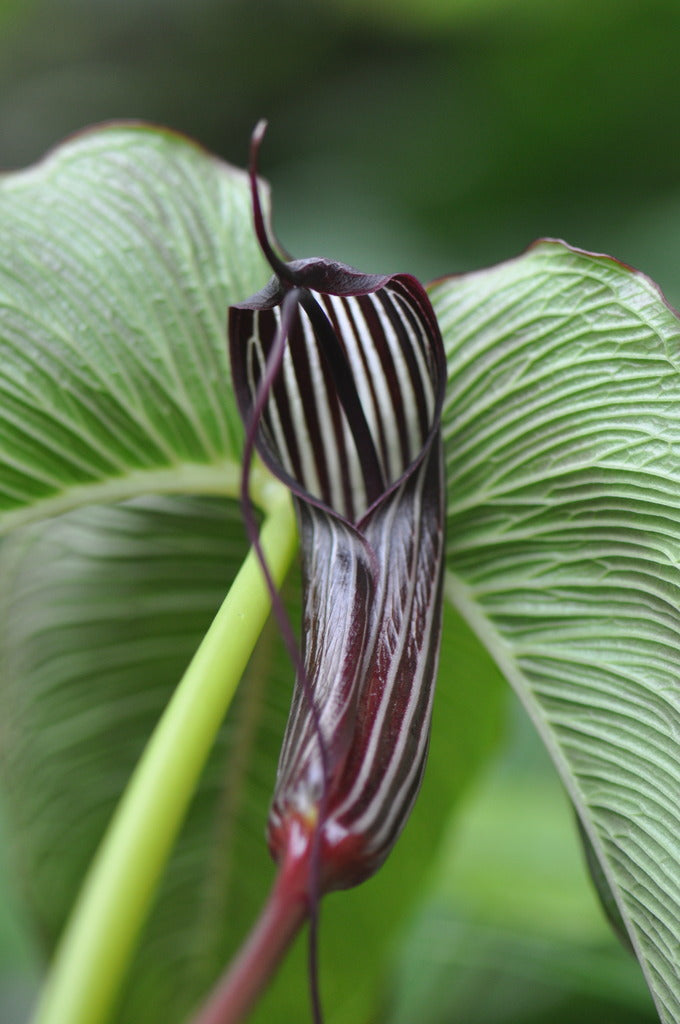 arisaema plant Arisaema costatum (Jack-in-the-Pulpit)