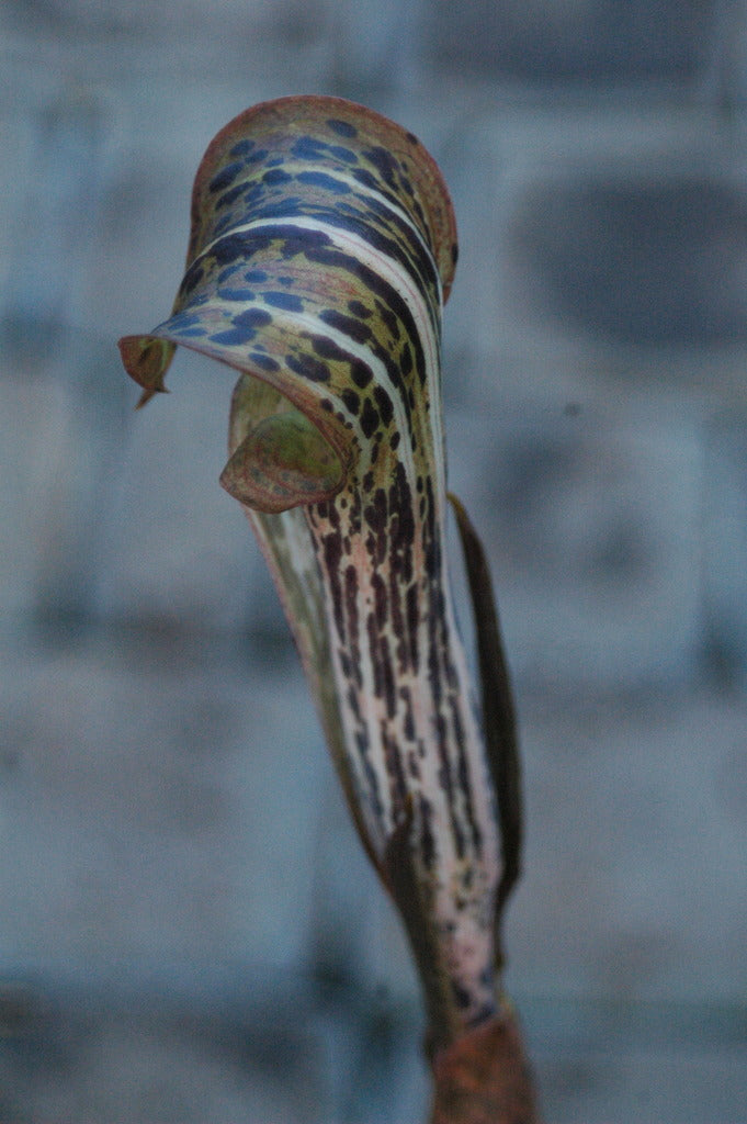 Arisaema nepenthoides (Jack-in-the-Pulpit)