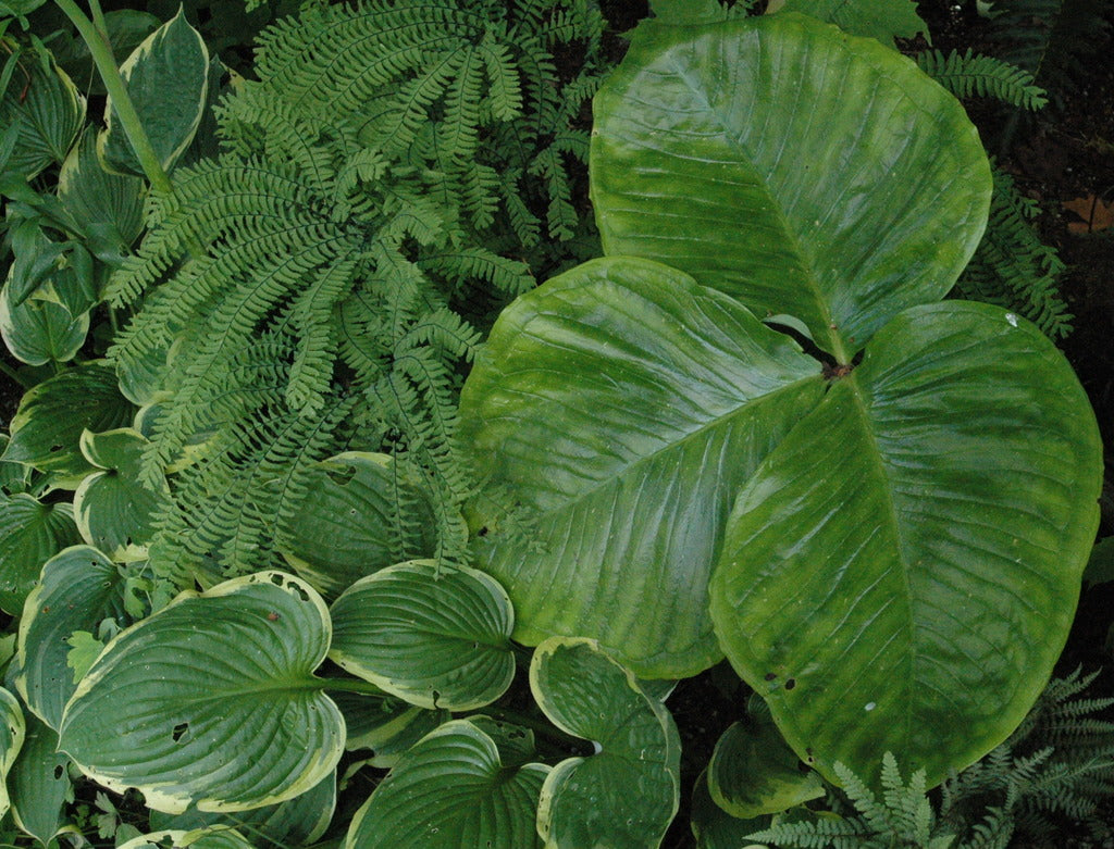 Arisaema ringens (Jack-in-the-Pulpit)