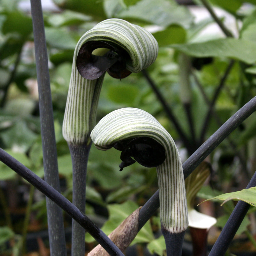 Arisaema ringens (Jack-in-the-Pulpit)