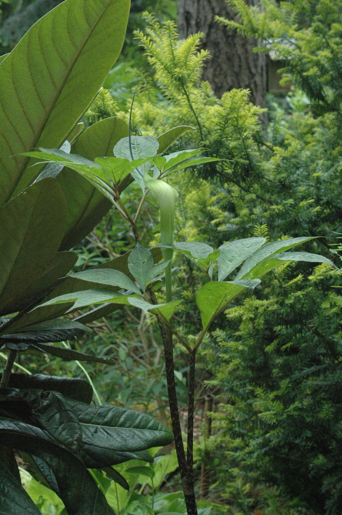 Arisaema tortuosum var. helleborifolium (Jack-in-the-Pulpit)
