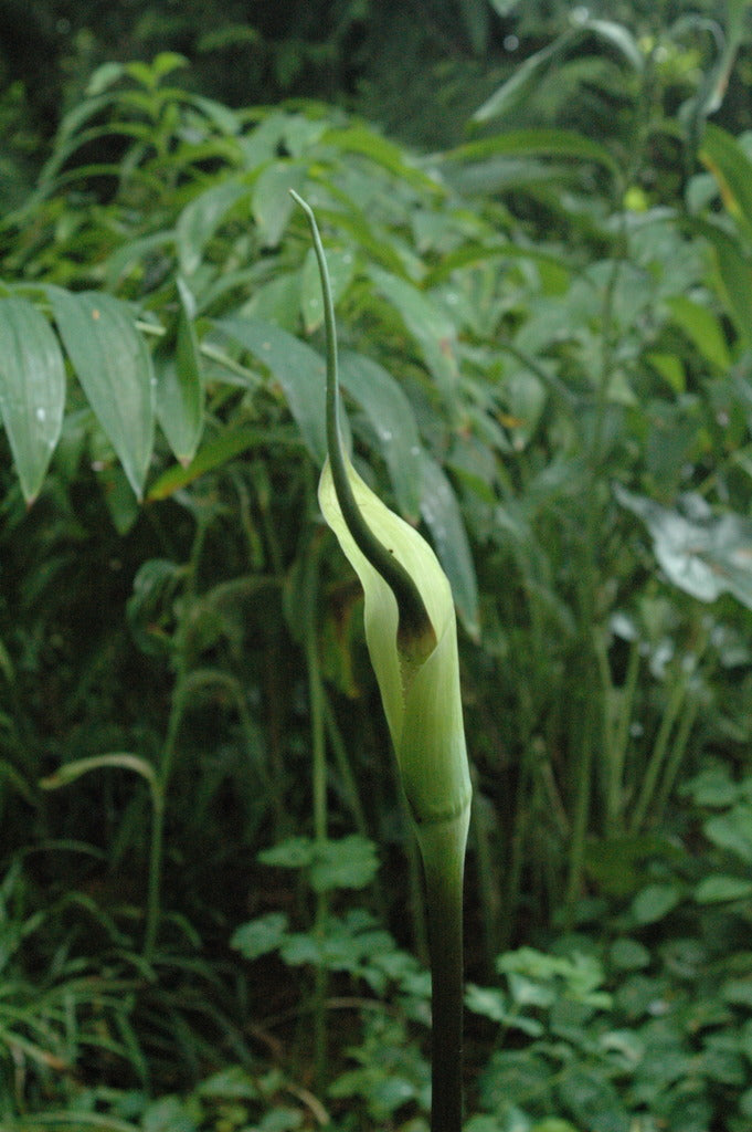 Arisaema tortuosum var. helleborifolium (Jack-in-the-Pulpit)