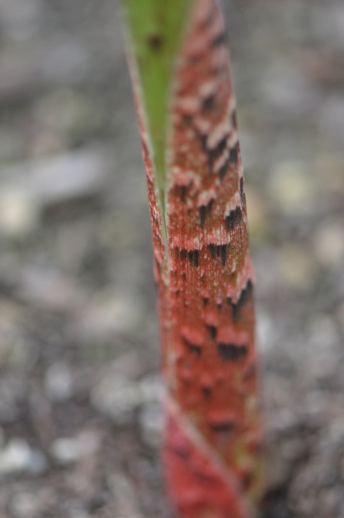 Arisaema tortuosum var. helleborifolium (Jack-in-the-Pulpit)