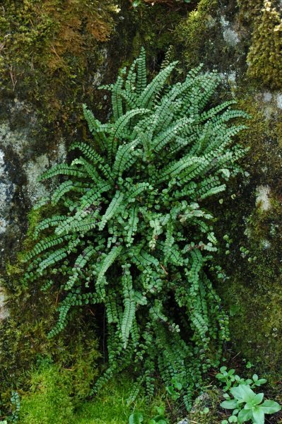 Asplenium trichomanes (Maidenhair Spleenwort)