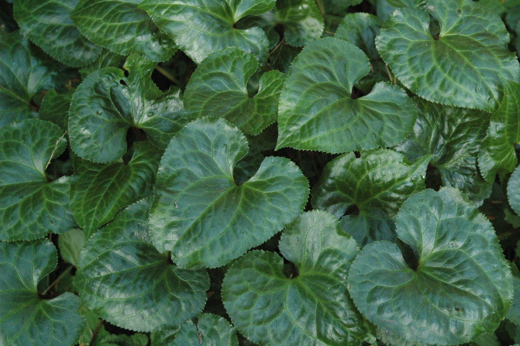 Beesia calthifolia  (Ginger Leaf False Bugbane)