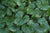 Beesia calthifolia  (Ginger Leaf False Bugbane)
