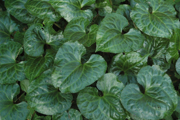 Beesia calthifolia (Ginger Leaf False Bugbane) - Keeping It Green Nursery