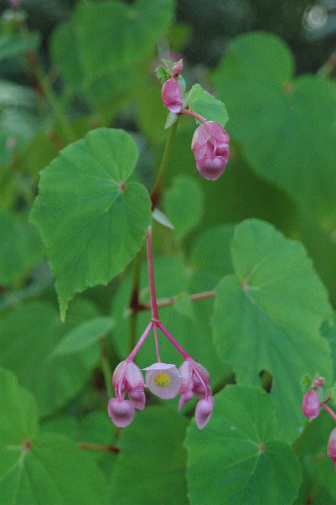 Begonia grandis &#39;Herons Pirouette&#39;   (Hardy Begonia)