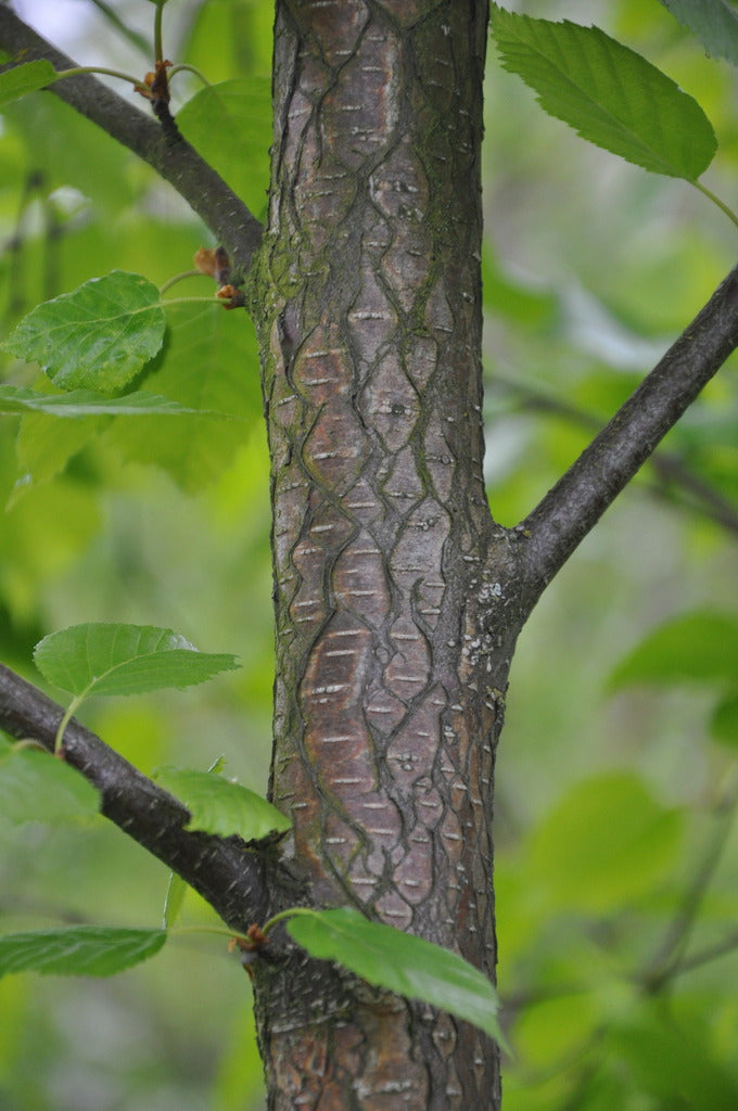 Betula occidentalis (Water Birch)