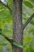 Betula occidentalis (Water Birch)