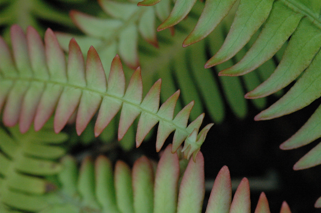Blechnum nipponicum (Japanese Deer Fern)