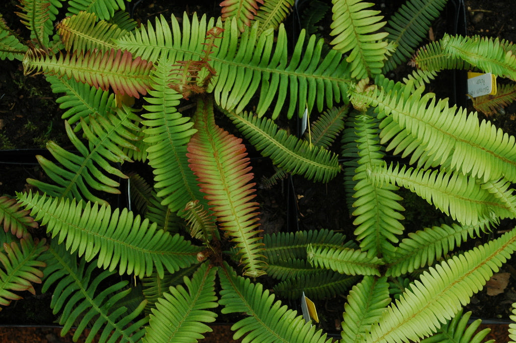 Blechnum nipponicum (Japanese Deer Fern)