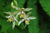 Bletilla ochracea 'Chinese Butterfly'  (Chinese Ground Orchid)