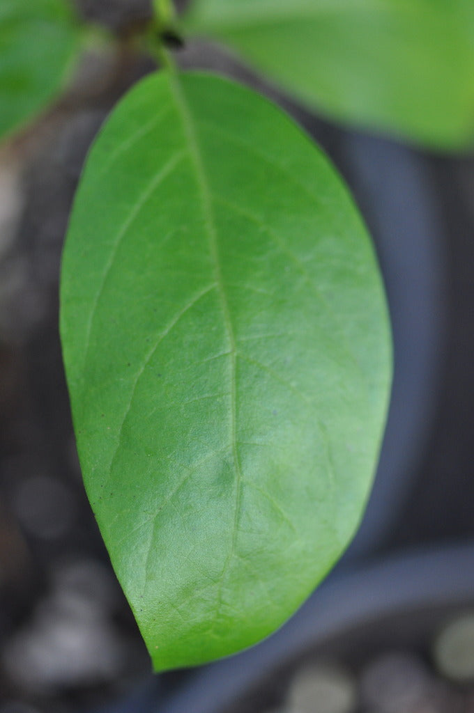 Calycanthus occidentalis (Spice Bush)