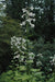 Cardiocrinum giganteum   (Giant Himalayan Lily aka. Queen of the Garden)