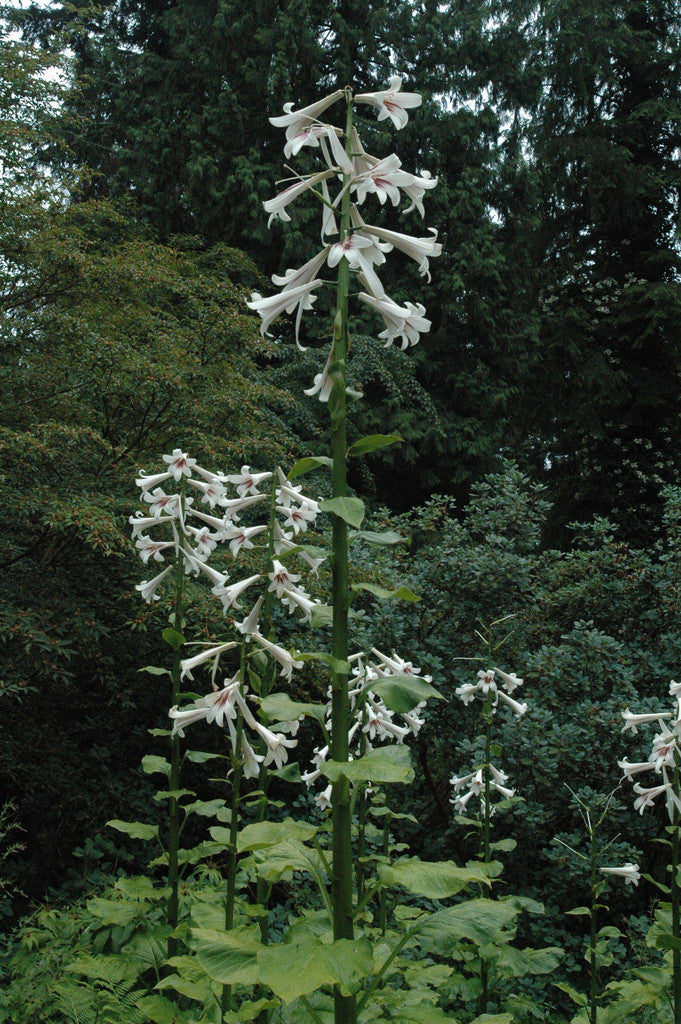 large white garden lily Cardiocrinum giganteum (Giant Himalayan Lily aka. Queen of the Garden)