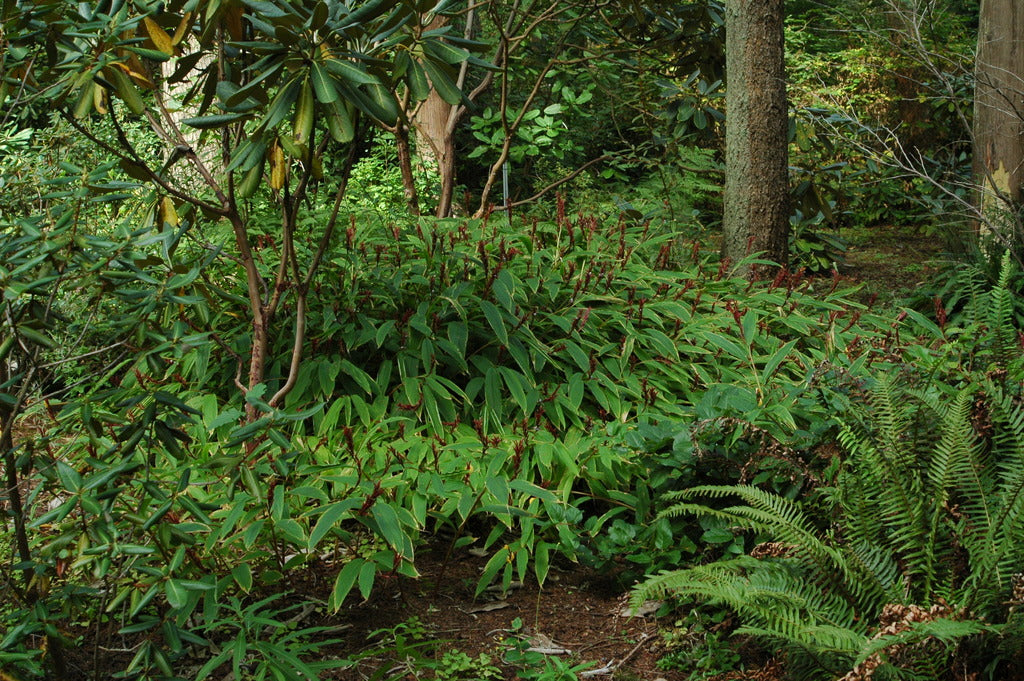 Cautleya gracilis  (Hardy Ginger)