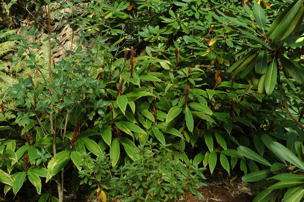 Cautleya gracilis  (Hardy Ginger)