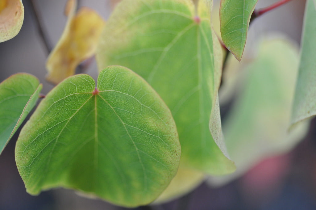 Cercis occidentalis (Western Redbud)