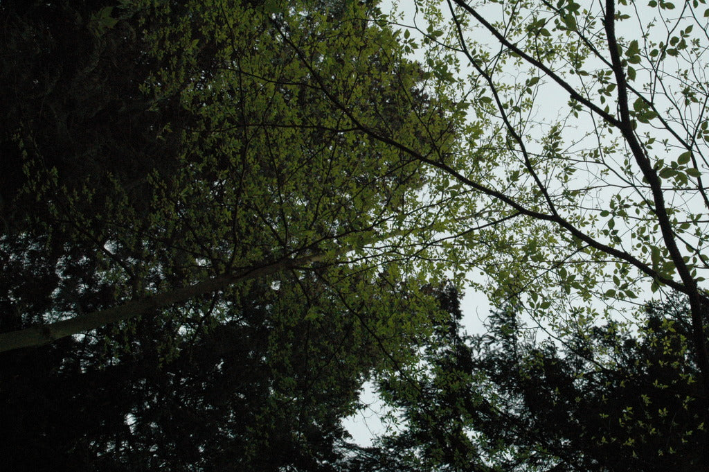 Cornus controversa (Giant Dogwood)