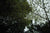 Cornus controversa (Giant Dogwood)