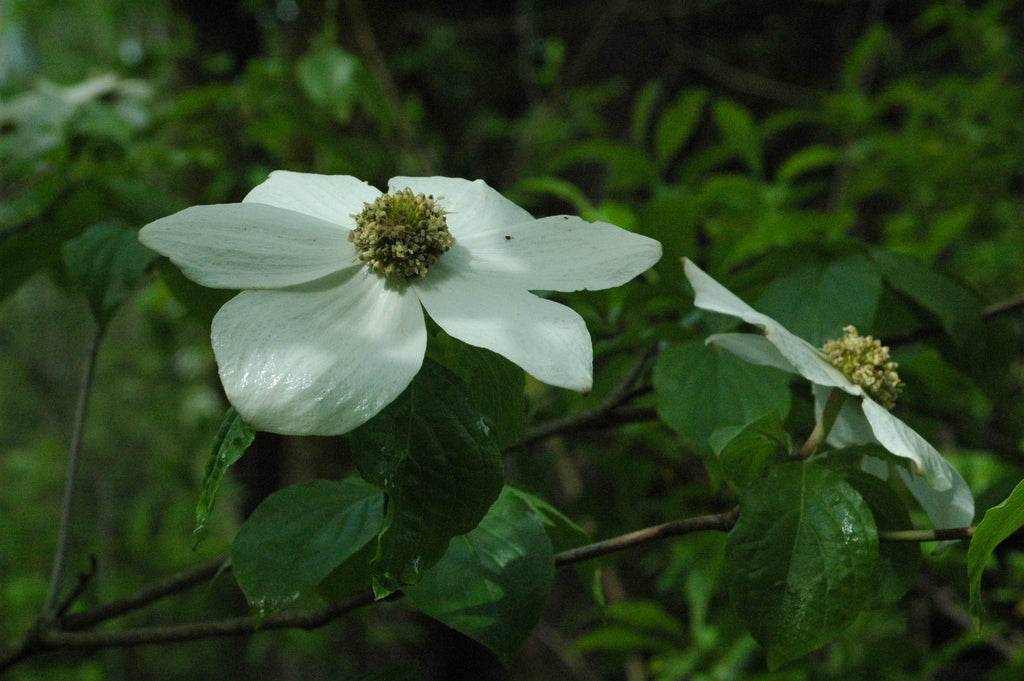 Cornus nuttallii (Pacific Dogwood)