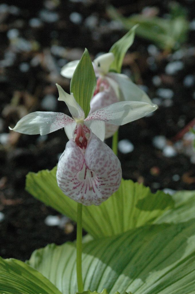 Cypripedium formosanum (Lady&#39;s Slipper Orchid)