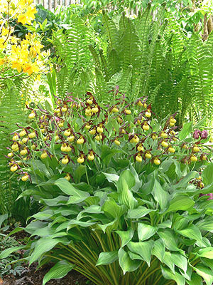 Cypripedium &#39;Hank Small&#39;  (Lady&#39;s Slipper Orchid)