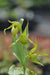 Cypripedium henryi  (Lady's Slipper Orchid)