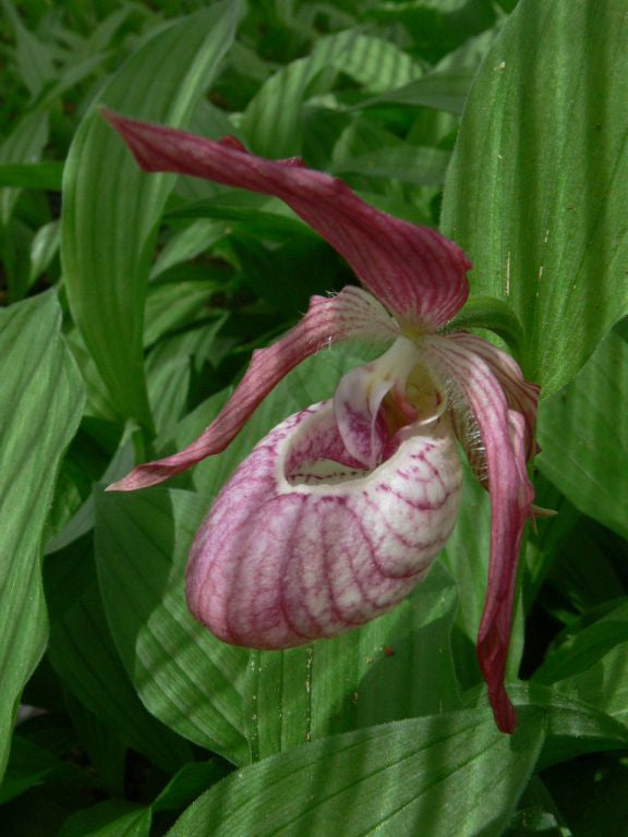 Cypripedium x 'ventricosum'  (Lady's Slipper Orchid)