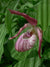 Cypripedium x 'ventricosum'  (Lady's Slipper Orchid)