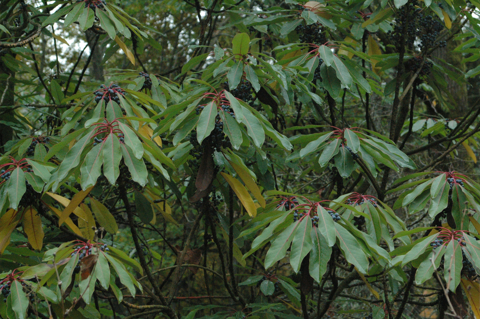 Daphniphyllum macropodum