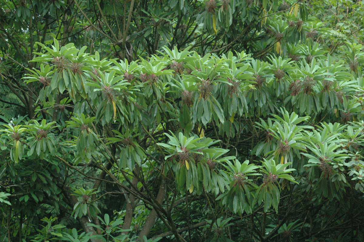 Daphniphyllum macropodum