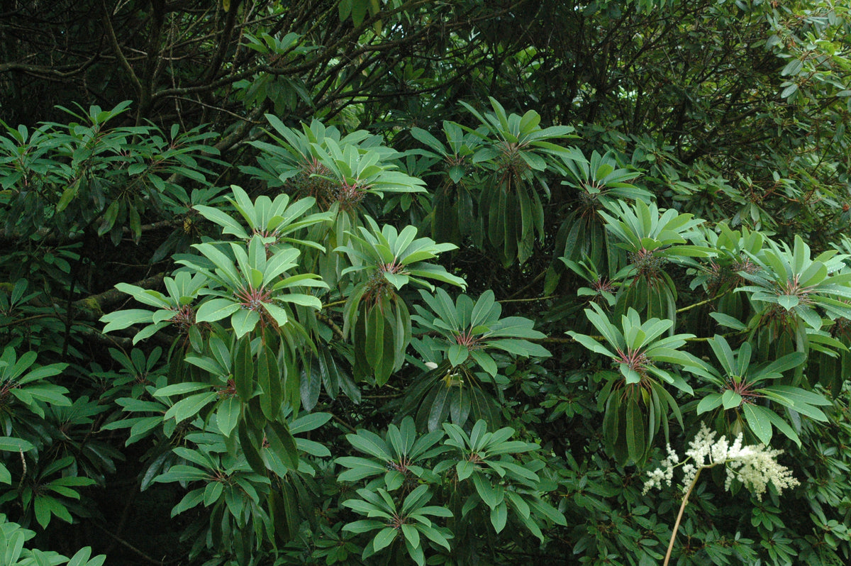 Daphniphyllum macropodum