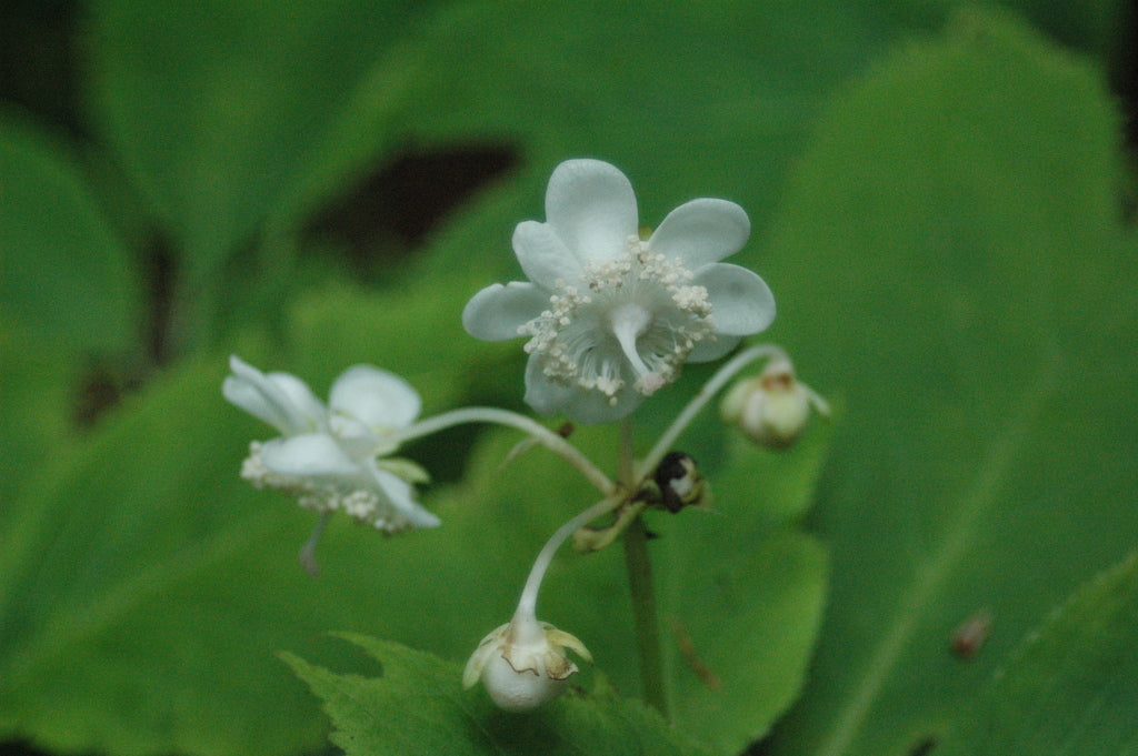 Deinanthe bifida (Herbaceous Hydrangea)