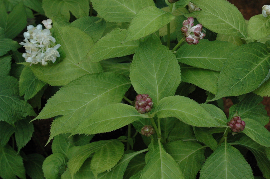 Deinanthe bifida (Herbaceous Hydrangea)