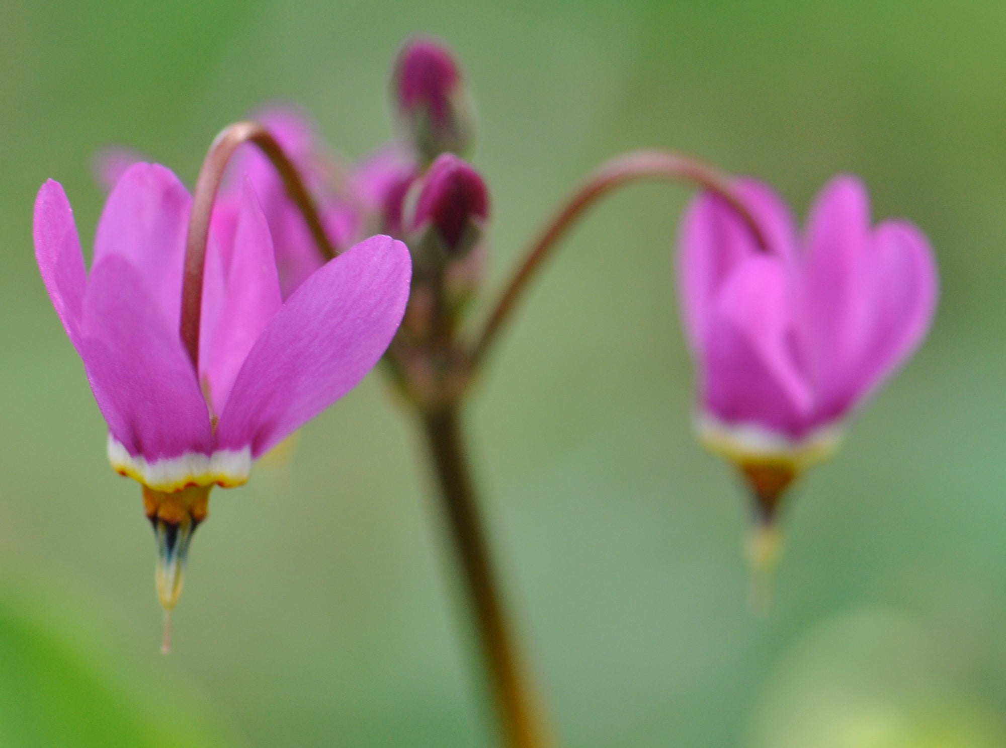 Dodecatheon meadia  (Shootingstar)