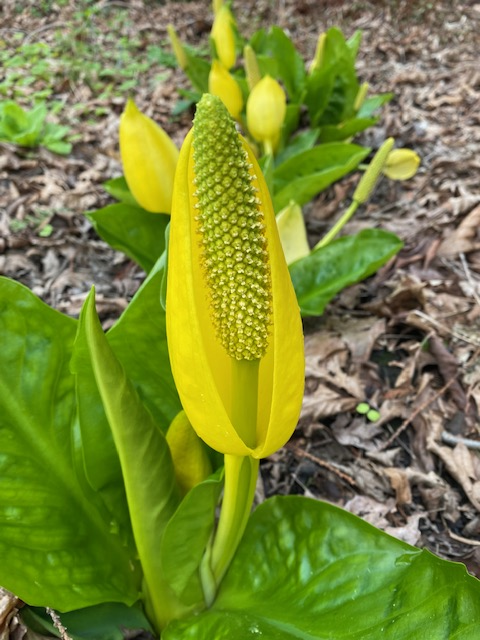 Lysichiton americanus  (Skunk Cabbage, Swamp Lantern)