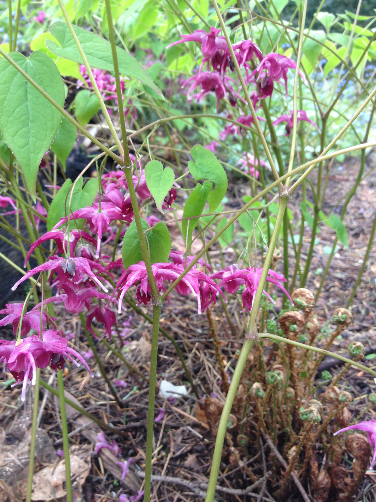 Epimedium grandiflorum &#39;Red Queen&#39; (Barrenwort)