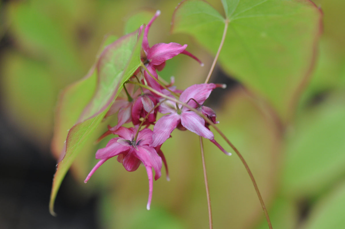 Epimedium grandiflorum &#39;Red Queen&#39; (Barrenwort)